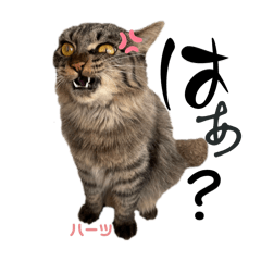 [LINEスタンプ] ハーツ保護猫シェルター支援・猫の日常