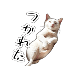 [LINEスタンプ] ぐうたら猫達のスタンプ