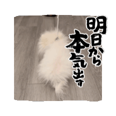 [LINEスタンプ] 動く白ポメラニアン（子犬）