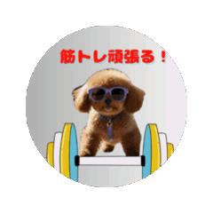 [LINEスタンプ] 【報告・トレーニング】ぽっちゃりトイプー