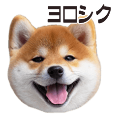 [LINEスタンプ] 便利！毎日使える気軽な挨拶◎柴犬スタンプ