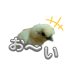 [LINEスタンプ] 烏骨鶏ちゃめとそら