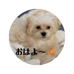 [LINEスタンプ] ロハンの日常2の画像（メイン）