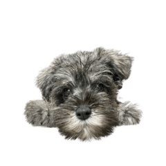 [LINEスタンプ] 犬と話したい日は