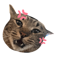 [LINEスタンプ] Ti-Ni-Zuの画像（メイン）