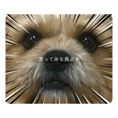 [LINEスタンプ] 我が家のお犬様、銀太の日常