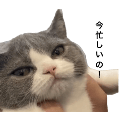 [LINEスタンプ] どれみ第2弾