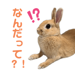 [LINEスタンプ] 子うさぎらてちゃんすたんぷ その2