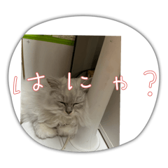 [LINEスタンプ] きなこの毎日不可欠スタンプ①