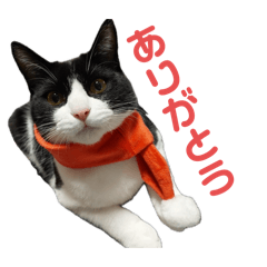 [LINEスタンプ] ハチワレと黒猫①