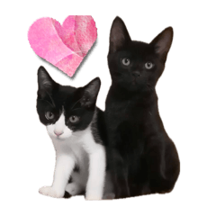 [LINEスタンプ] ハチワレと黒猫②