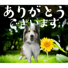 [LINEスタンプ] 看板犬コタロー3