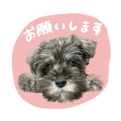 [LINEスタンプ] 犬と話したい日の