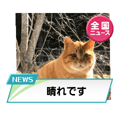 [LINEスタンプ] cat/元保護猫スタンプです