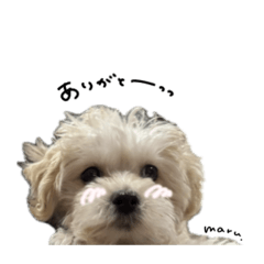 [LINEスタンプ] MARUちゃん♡スタンダード