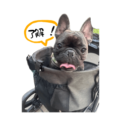 [LINEスタンプ] おいぬのGeorgeクン