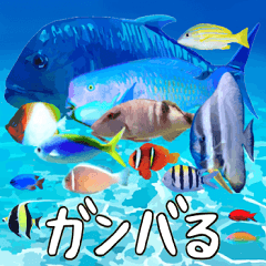 [LINEスタンプ] 沖縄の魚達大好き12。沖縄行きたい。