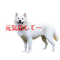 [LINEスタンプ] 樺太犬の画像（メイン）