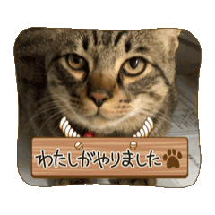 [LINEスタンプ] キジトラ猫動画