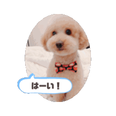 [LINEスタンプ] 元保護犬すいーぶの動くスタンプ