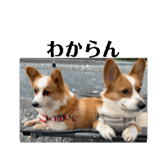 [LINEスタンプ] 動くぱくこと