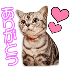 [LINEスタンプ] 五位塚家のレオンちゃん