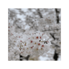 [LINEスタンプ] 2024年の桜の画像（メイン）