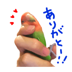 [LINEスタンプ] コザクラインコのつむぎさんときなこさん❤