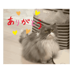 [LINEスタンプ] 動く Juliet the catの画像（メイン）