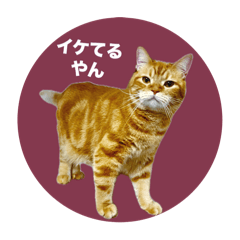 [LINEスタンプ] レイ君 関西弁スタンプやでの画像（メイン）