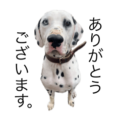 [LINEスタンプ] ダルメシアンのダニー