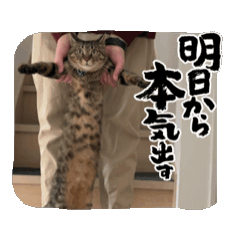 [LINEスタンプ] 猫のどんちゃんの画像（メイン）