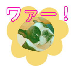 [LINEスタンプ] ボストンテリアまさおくん。オンオフ編