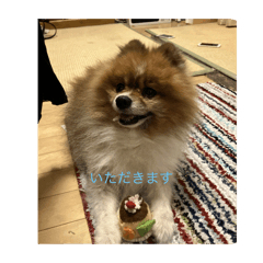[LINEスタンプ] わたしのアリス
