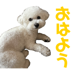 [LINEスタンプ] おもち通りまーす。