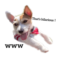 [LINEスタンプ] The dogs are kawaii