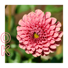 [LINEスタンプ] ダリアの花で《OK＆いいね》たくさん＊