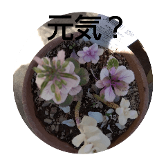 [LINEスタンプ] My Garden Flower 4