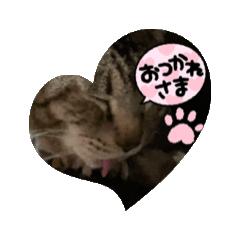 [LINEスタンプ] ねこのりゅう君 ほのぼのスタンプ