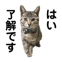 [LINEスタンプ] トラ猫サバトラ！福を呼ぶ子猫/デカ文字