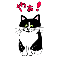 [LINEスタンプ] はちわれ猫のこまちの毎日使えるスタンプ