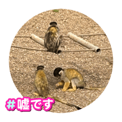 [LINEスタンプ] 動物園で見た動物スタンプです