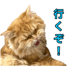 [LINEスタンプ] ペロッとシリーズ2（作戦用語）