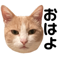[LINEスタンプ] とある愛猫の日常会話スタンプ