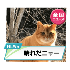 [LINEスタンプ] cat/元保護猫スタンプです。の画像（メイン）