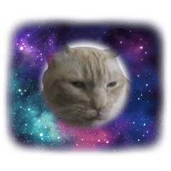 [LINEスタンプ] ラブリィねこスタンプ