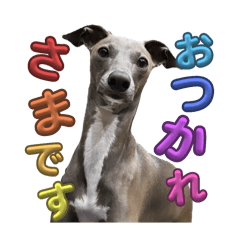 [LINEスタンプ] 可愛い我が子達のスタンプ！犬様大集合の画像（メイン）