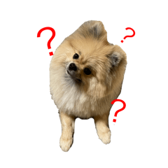 [LINEスタンプ] 我が家のめんこいコタロウくん