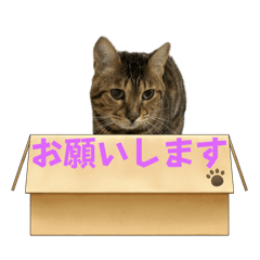 [LINEスタンプ] 茶々丸軍団スタンプ3