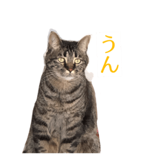 [LINEスタンプ] なんかうちの猫4